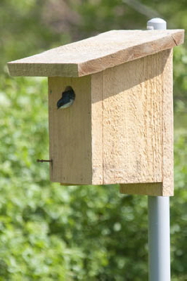 Eagle Scout Bird Box Project