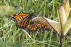 Monarch Butterfly August