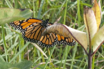 Monarch Butterfly August