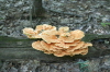 Orange Fungus Aug