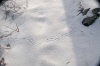 Snow Tracks Jan