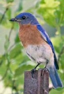Bird1