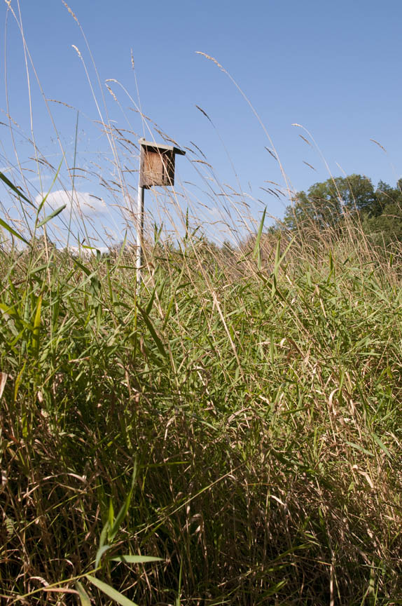 Bird Box_Aug_DSC0623