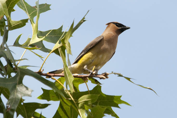 Cedar Waxwing_Web_DSC0812