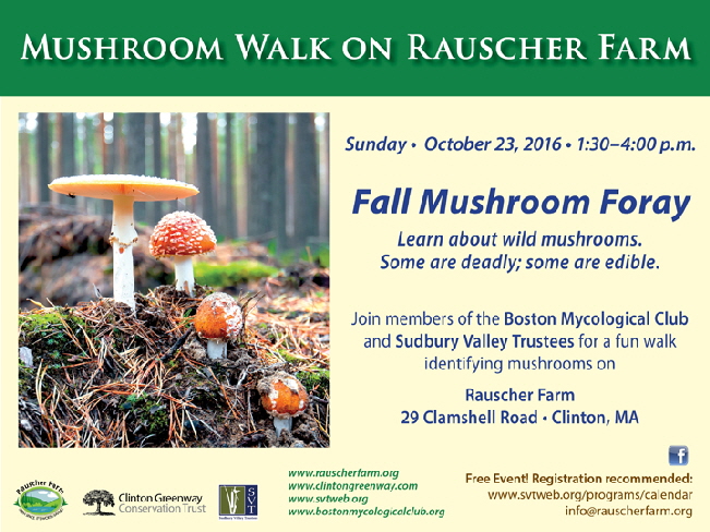 2016_RF_Fall_mushroom