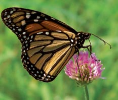 butterfly1